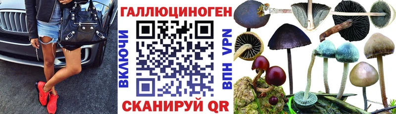 Галлюциногенные грибы Psilocybine cubensis  Купить где  Дмитриев 